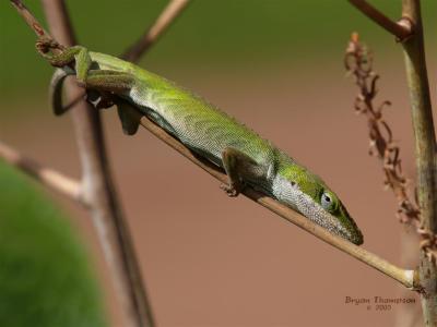 Green Anole