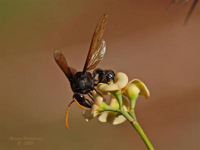 Black Wasp