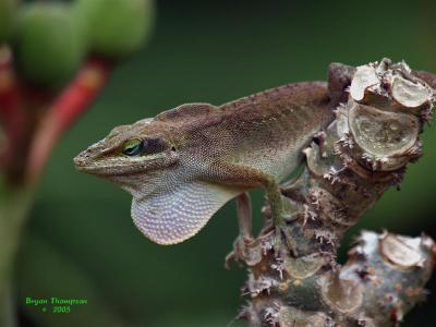 Green Anole (turned brown)