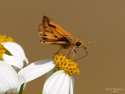 Folded Wing Butterfly 