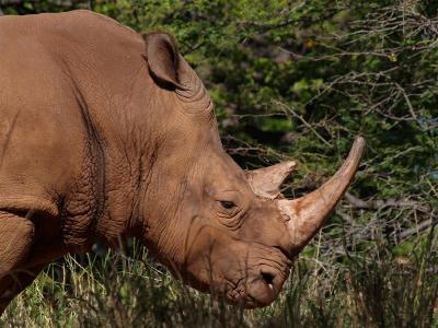 Kruger (White Rhino)