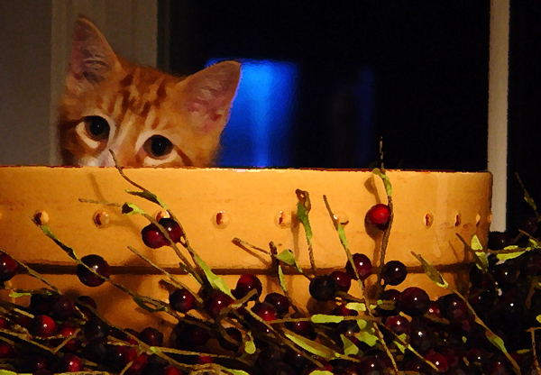 A Berry, Berry Cute Kitten