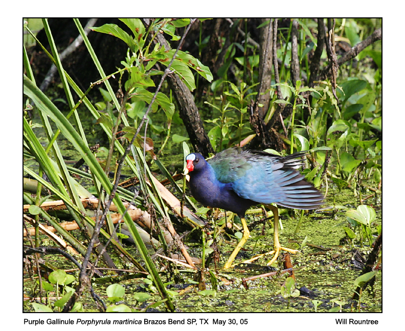 IMG_0756_PGallinule_11x72.jpg