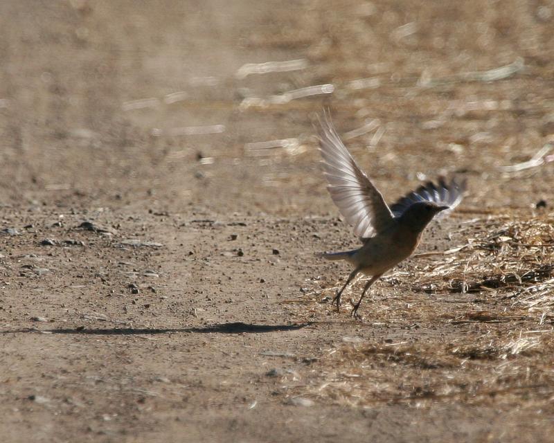 Western Bluebird taking off