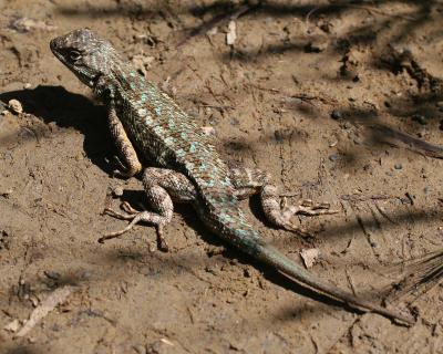 Western Fence Lizard with turquoise spots