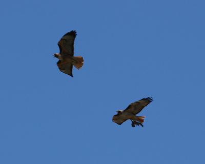 Red-tailed Hawks and prey (squirrel)