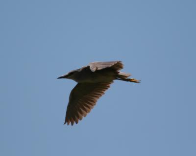 Black-crowned Night-Heron (immature)