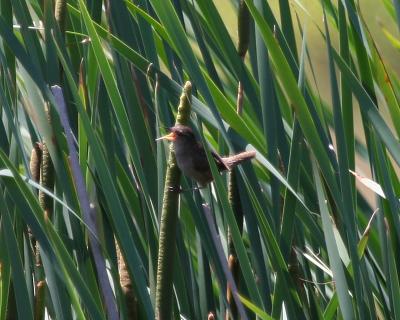 Marsh Wren