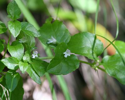 Yerba Buena (Satureja douglasii)