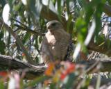 Red-shouldered Hawk