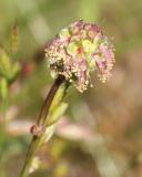 Garden Burnet (Sanguisorba minor ssp. muricata)