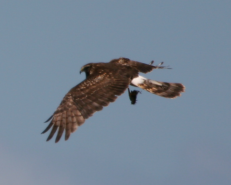 Northern Harrier and prey (chick)
