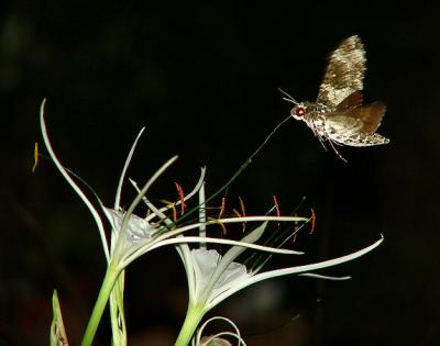 rustic sphinx