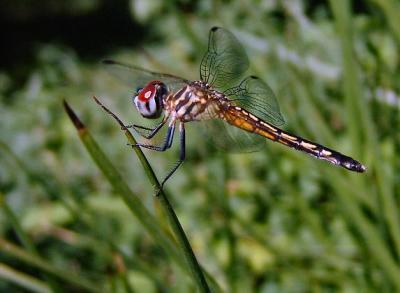 blue dasher female