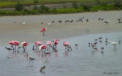 Zahn Road Shorebirds/Indian Point Shorebirds