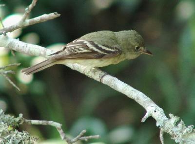 flycatcher id