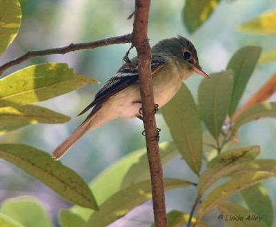 flycatcher id