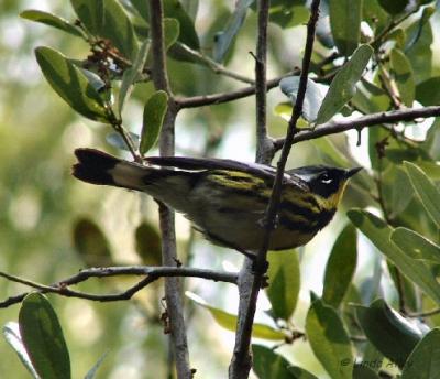 magnolia  warbler