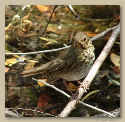 possible hermit thrush
