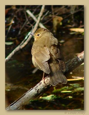 veery