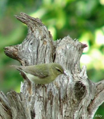 tennessee warbler