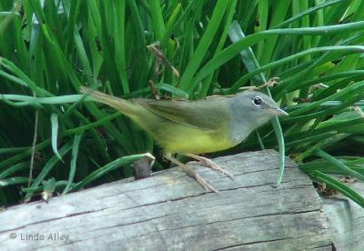 macgillivray's warbler female