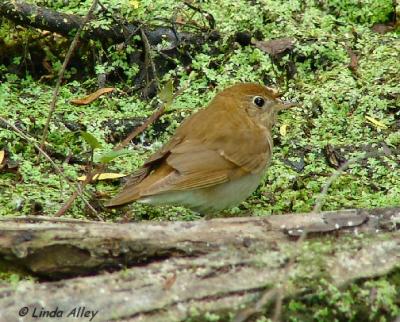 veery