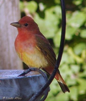 summer tanager first year male