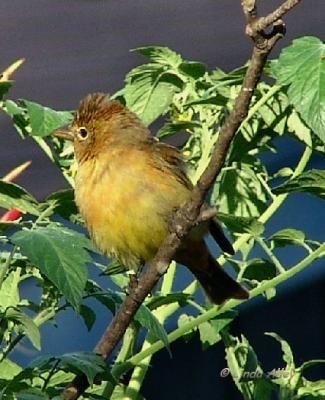 summer tanager female