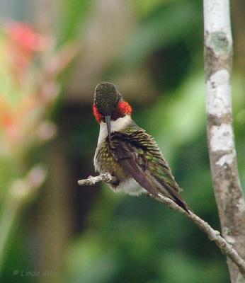 ruby-throated preening