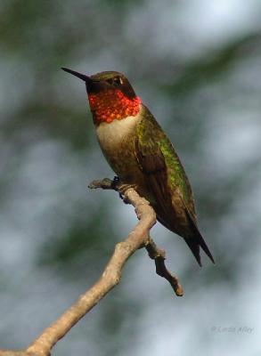 2005 Hummingbirds