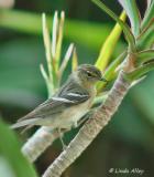 bay-breasted warbler