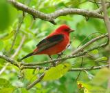 scarlet tanager