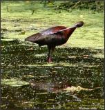ibis glossy