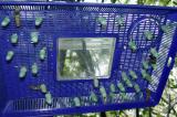 monarch chrysalids and caterpillars