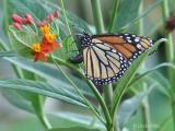 monarch egg deposit