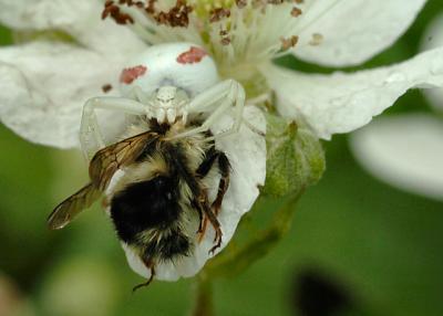 u26/wingspar/medium/43992806.spider_bee03_8092.jpg