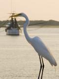 Egret with Trawler