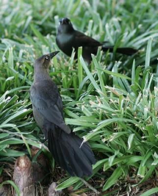 Boat Tail Grackles