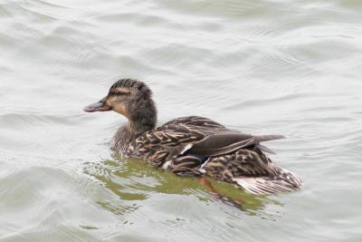 Mallard Hen