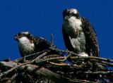 Osprey chicks.jpg