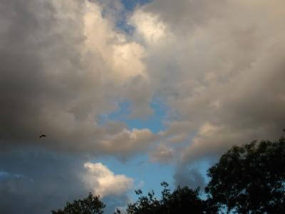 bird in the clouds