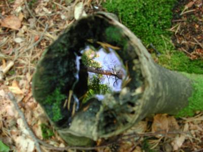 Reflections in a stump