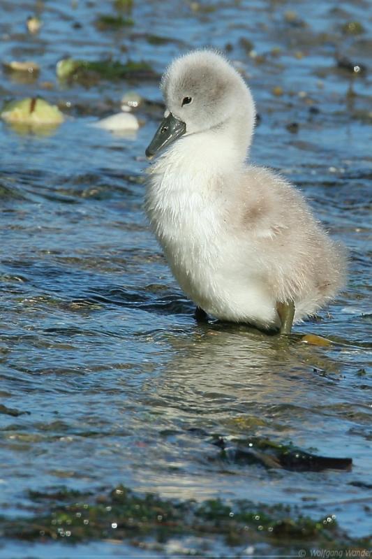 Mute Swan (soon to be) <i>Cygnus Olor</i>