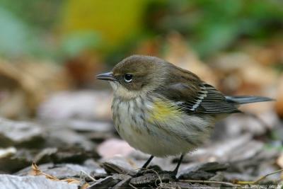 Yellow-Rumped Warbler Dendroica Coronata