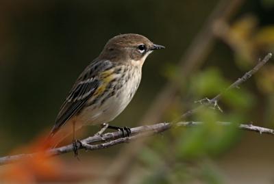 Yellow-Rumped Warbler Dendroica Coronata