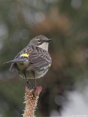 Yellow-Rumped Warbler Dendroica Coronata