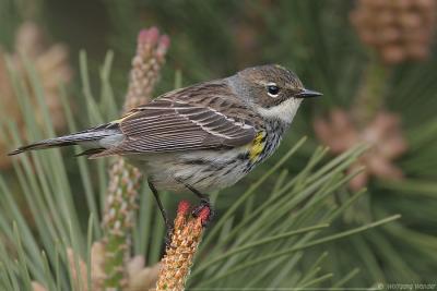 Yellow-Rumped Warbler <i>Dendroica Coronata</i>