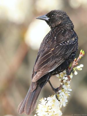 Red-Winged Blackbird <i>Agelaius Phoeniceus</i>