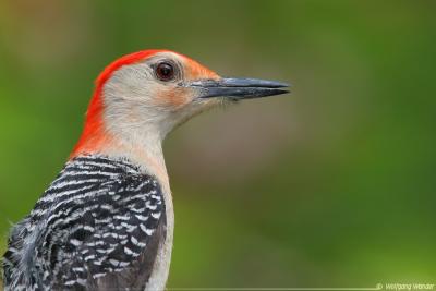 Red Bellied Woodpecker Melanerpes Carolinus